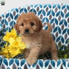 Poppy Cavapoo Puppy For Sale In Pennsylvania Cavapoo Puppies Cavapoo Puppies For Sale Cavapoo