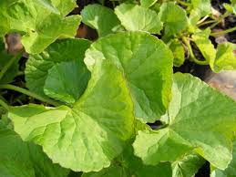 Image result for Centella glabrata
