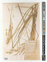 Image result for Tristachya lualabaensis