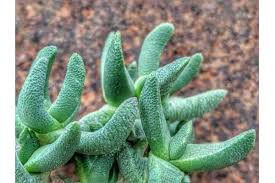 Image result for Hereroa