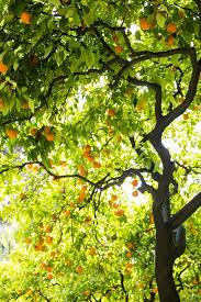 Snapshots From Seville Ann Street Studio Orange Tree Fruit Trees Fruit Garden