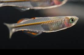 Image result for Pseudovigna