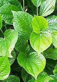Natural Alternatives To Depakote Gazette Review Natural Alternative Alternative Nature