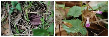 Image result for Nervilia petraea