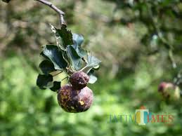 Haszelis photos buah buahan tempatan pisang malaysian. Ini Solusi Pemkot Batu Cegah Penularan Busuk Apel Jatim Times