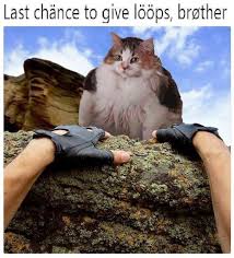 Loops Or Die Funny Cat Memes Funny Animals Funny Cats