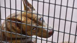 Maybe you would like to learn more about one of these? Pandemic Pets Fill California Shelters As State Reopens And People Return To Work Times Of San Diego