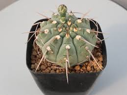 Image result for Pterodiscus angustifolius