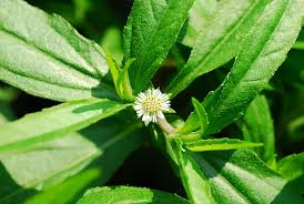 Image result for Eclipta prostrata