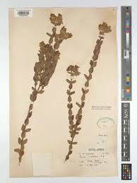 Image result for Penaeaceae