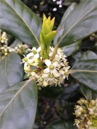 Maybe you would like to learn more about one of these? Ilex Aquifolium Common Holly Deepdale Trees