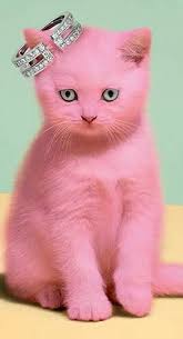 Pin By Nature72 On Pink Rosa Pink Cat Pink Life Pretty In Pink