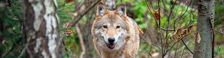 gruppe wolf schweiz die stimme der grossraubtiere