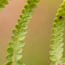 Image result for Gleichenia