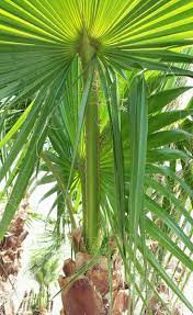 Mexican Fan Palm Washingtonia Robusta Most Common Fan Palm Very Fast Growing To 80 Feet Or More Hardy To 20 Washingtonia Robusta Landscaping Plants Palm