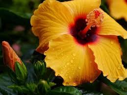 Bis jetzt wissen die armen tierchen nicht, wie sie über den wassergraben kommen können. Das Einmaleins Der Hibiskus Pflege Giessen Dungen Uberwintern