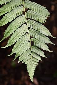 Image result for Cyathea thomsonii
