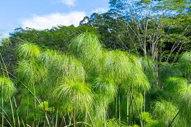 Image result for Cyperus dives