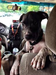 It S Only Fun To Be Seated In The Backseat If You Are Facing This Http Ift Tt 1ukrw2c Silly Dogs Puppies National Puppy Day