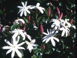 Image result for Jasminum breviflorum