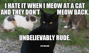 28 Funny Heartwarming Share Worthy Cat Memes Gallery Cattime Best Cat Memes Funny Cat Memes Cats