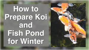 For a single koi bag, add a half of a handful of salt, and a few capfuls of ultimate/cloram x. How To Prepare Koi Or Fish Pond For Winter Youtube