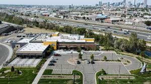 $475 passion, schnauzer (standard) for adoption in castle rock, colorado. Animal Shelter City And County Of Denver