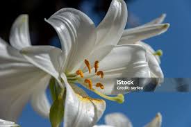 Image result for Liliaceae