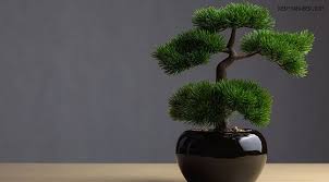 Peki, evde bonsai bakımı ve sulaması, çoğaltılması nasıl yapılır? Bonsai Bakimi Cogaltmasi Nasil Yapilir Kent34 Istanbul Gazetesi