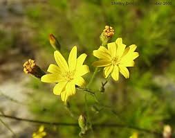 Image result for Diospyros consolatae-rotundifolia intermediates