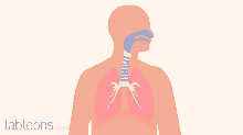 Electrons captured from donor molecules are transferred through these complexes. Animation Of Respiration Gifs Tenor