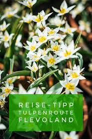 Tulpenroute Flevoland Mit Fahrrad Auto Oder Zu Fuss Durch Tulpenfelder Tulpen Tulpen Feld Pflanzideen