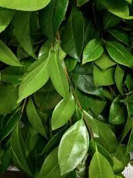 Camellia Foliage Plant Leaves Foliage Florist Supplies