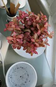 The nerve plant, also known as the fittonia is a small, com. Fittonia Nerve Plant Care Guide Houseplanthouse
