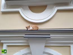 Findapartnow.com offers access to over 6,000 reputable salvage yards throughout the united states. Defenders Of The Hermitage Whiskered Warriors Keep Rodents From Devouring World Class Art Rtd