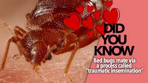 The missouri method of bedbug control. Pest Advice For Controlling Bed Bugs
