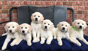 When can i take my puppy out? Adopt A Golden Retriever Puppy In Nashville Your New Family Member Tristar Goldens