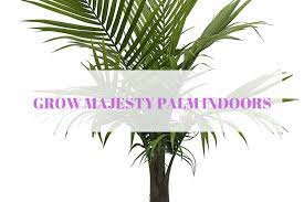 Loose, sandy potting soil in a container with plenty of drainage holes is ideal. Majesty Palm Grow It In A Pot Indoors Gardenologist