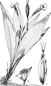 Image result for Ottelia lisowskii