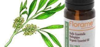 Benefits Of Tea Tree Oil For Oily Skin Tea Tree Oil Tea Tree Oil Skin Tree Oil