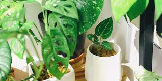 Kenapa daun putri malu menutup saat disentuh? Kenapa Ujung Daun Tanaman Kering Dan Berwarna Cokelat Ini Penyebabnya