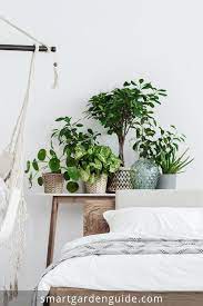 Houseplants For Bedrooms Indoor Plants For The Bedroom Great Ideas For Displaying And Growing Plants In The B Bedroom Plants House Plants Decor Indoor Plants