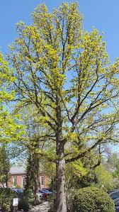 Image result for Quercus macrocarpa