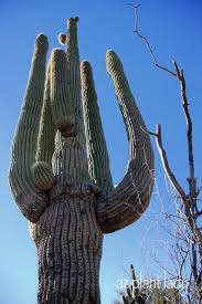 While the saguaro cactus has become a symbol of the american west, the saguaro cactus will only grow in the sonoran desert. Saguaro Cactus Adventures With Saguaros Azplantlady Com