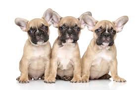 The line of blood of champions guarantees high quality of my puppies and long life a life. French Bulldog Puppies Wallpaper French Bulldog Puppy Background 3155566 Hd Wallpaper Backgrounds Download