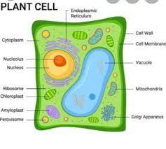 Check spelling or type a new query. Draw A Neat Diagram Of A Typical Plant Cell And Label It Various Parts Brainly In