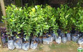 Image result for Ochna kirkii