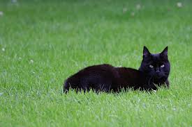 Katzen werden häufig als eigensinnig, majestätisch, sanft und selbständig beschrieben. Tierschutzverein Herne Wanne E V Tierschutz 44651 Herne Rohlinghausen Offnungszeiten Adresse Telefon