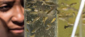 FGCU Water School Booklet by Florida Gulf Coast University