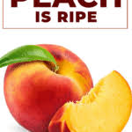 This comes in handy both because if you accidentally end up with unripened peaches, it's nice to know that they can be saved and because you can purposefully choose peaches at different levels of ripeness with the plan of ripening the harder ones to eat later. How To Tell If A Peach Is Ripe 3 Simple Ways Insanely Good